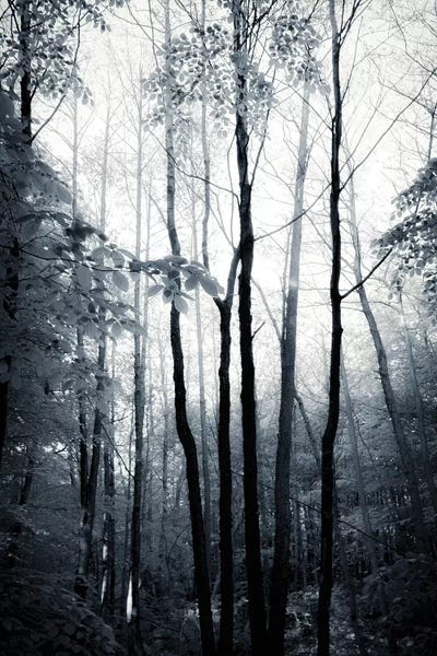 Tree Close-Ups: Old Souls by Dorit Fuhg