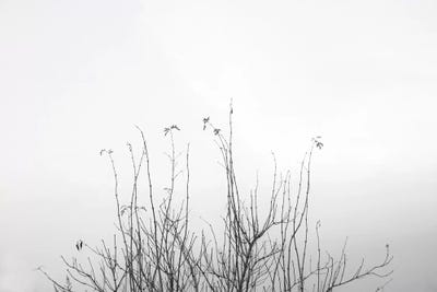 Possibly by Dorit Fuhg canvas print