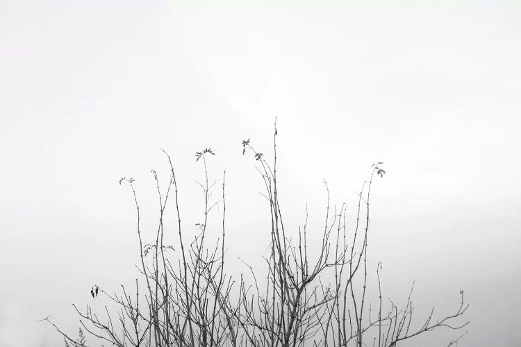 Possibly by Dorit Fuhg wall art