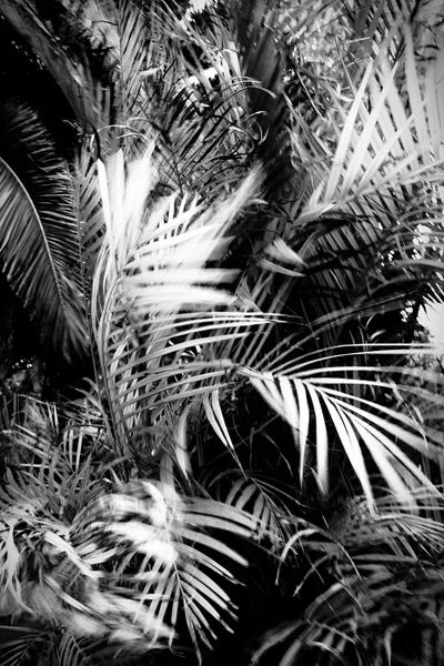 Wild Palm Tree by Dorit Fuhg canvas print