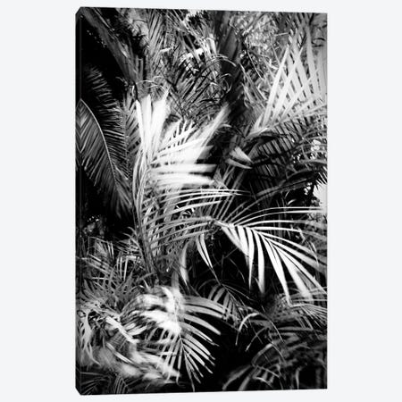 Wild Palm Tree Canvas Print #DFU68} by Dorit Fuhg Canvas Wall Art