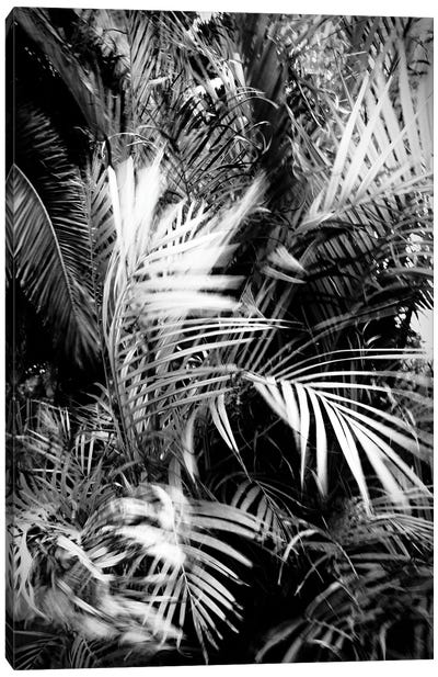 Wild Palm Tree Canvas Art Print