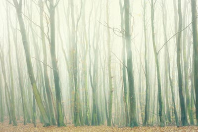 Fog In The Forest by Dorit Fuhg canvas print