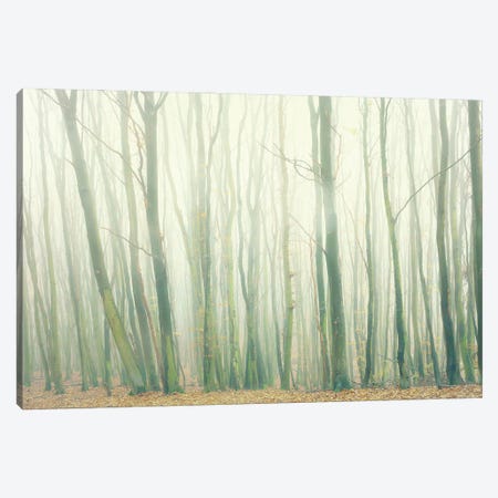 Fog In The Forest Canvas Print #DFU72} by Dorit Fuhg Art Print