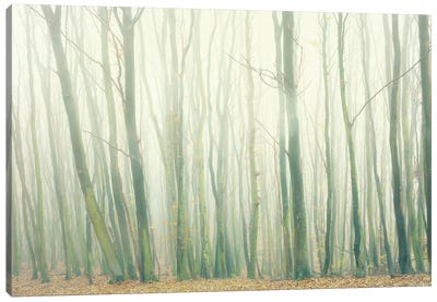 Fog In The Forest Canvas Art Print - Dorit Fuhg
