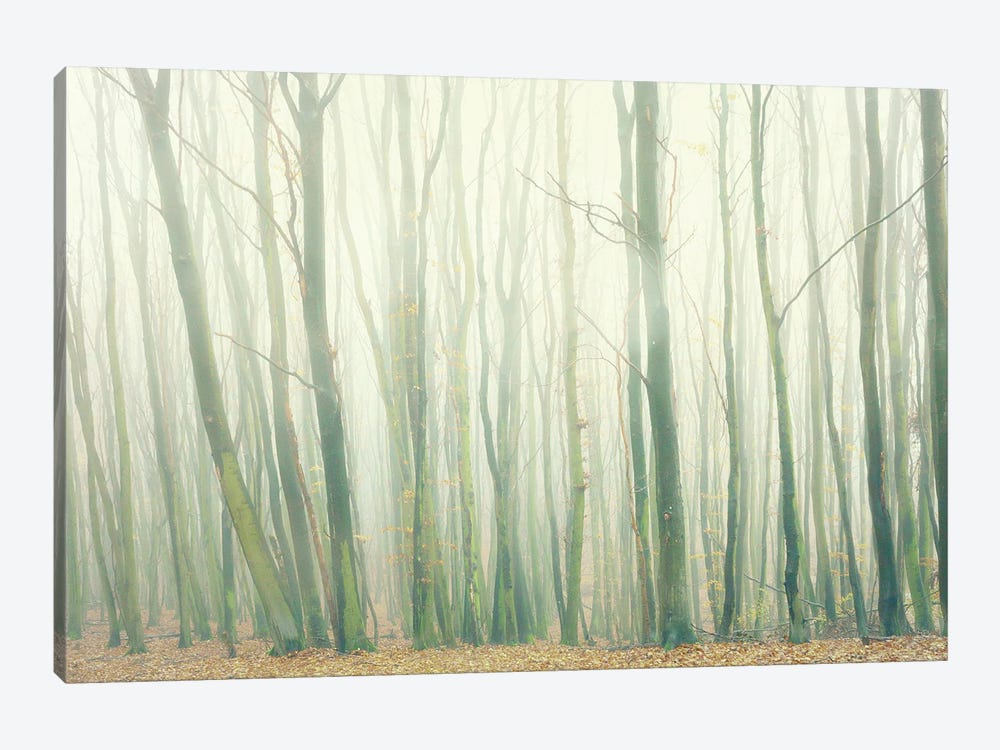 Fog In The Forest by Dorit Fuhg 1-piece Canvas Print
