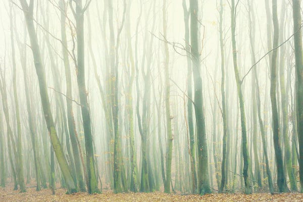 Fog In The Forest