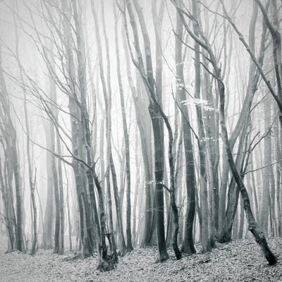 Fog In The Forest II by Dorit Fuhg canvas print