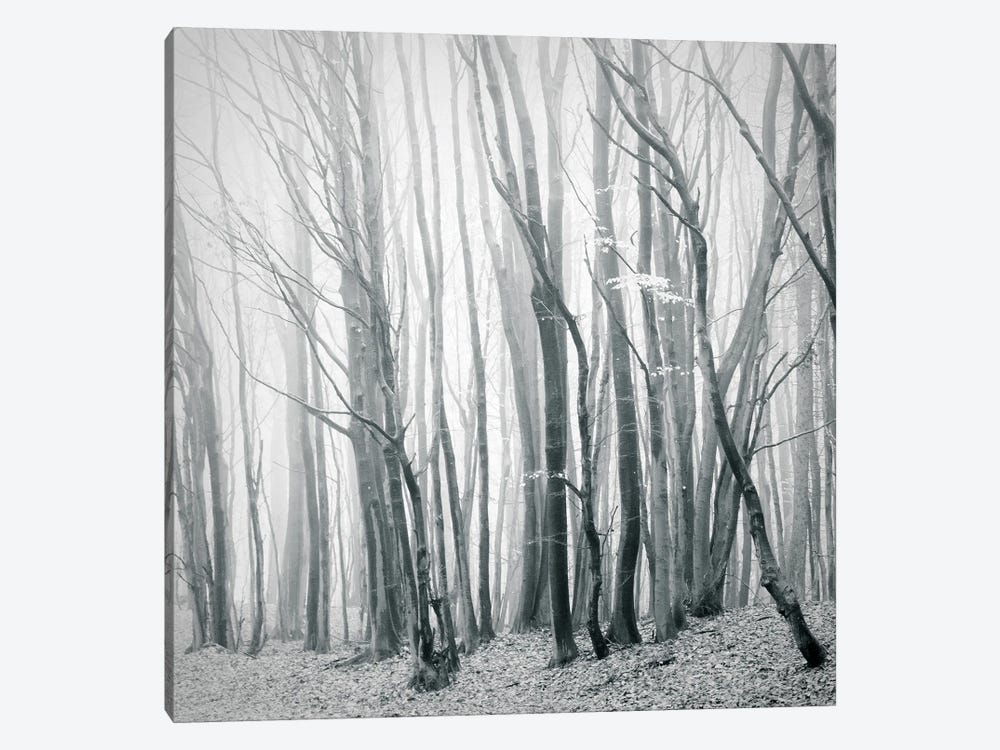 Fog In The Forest II by Dorit Fuhg 1-piece Canvas Print