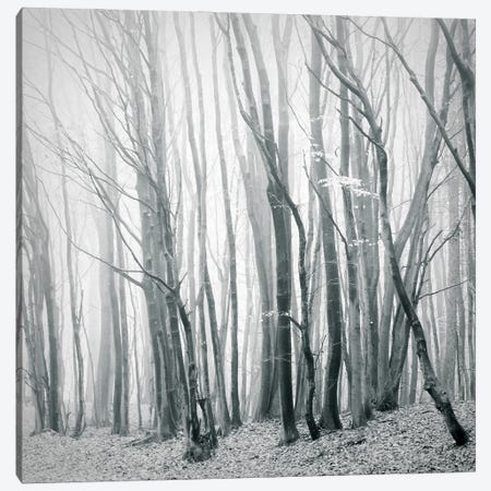 Fog In The Forest II Canvas Print #DFU76} by Dorit Fuhg Canvas Wall Art