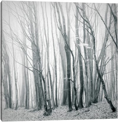 Fog In The Forest II Canvas Art Print - Dorit Fuhg