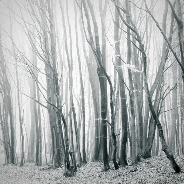 Fog In The Forest II