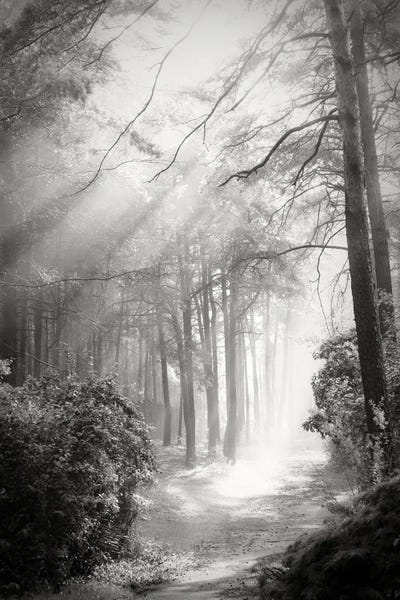 Fairy Tale Forest by Dorit Fuhg canvas print