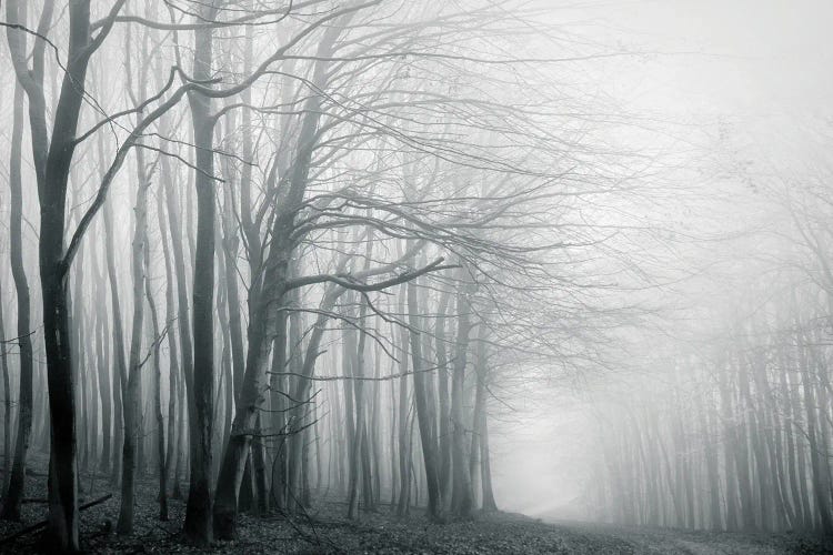 Foggy Forest Path