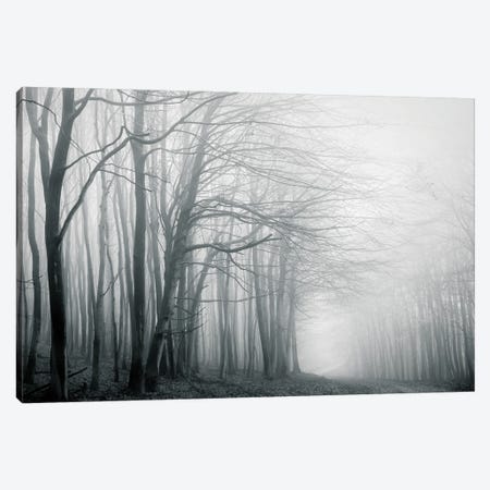 Foggy Forest Path Canvas Print #DFU79} by Dorit Fuhg Canvas Print