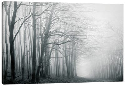Foggy Forest Path Canvas Art Print - Dorit Fuhg