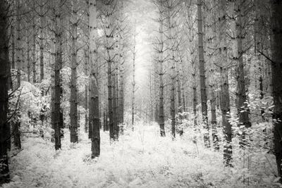 Into The Forest III by Dorit Fuhg canvas print
