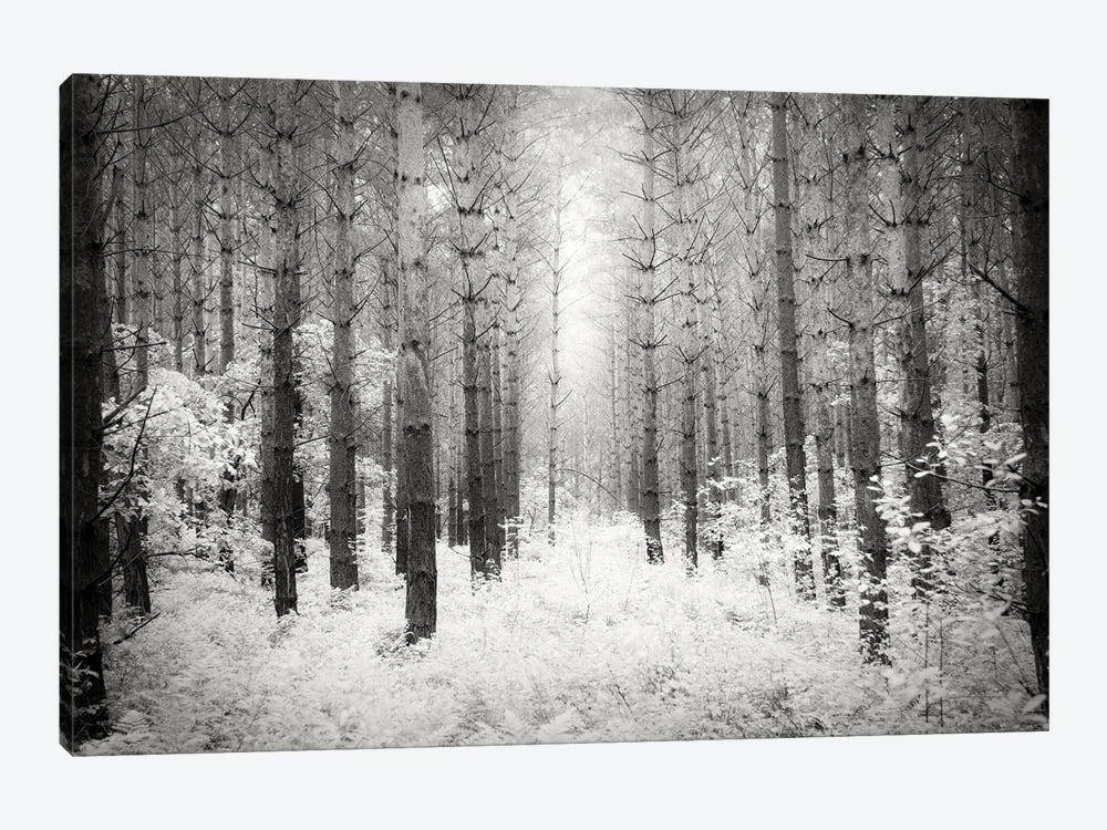 Into The Forest III by Dorit Fuhg 1-piece Canvas Art