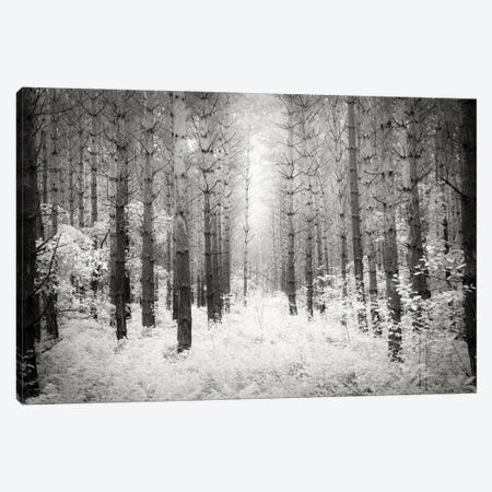 Into The Forest III Canvas Print #DFU80} by Dorit Fuhg Canvas Art