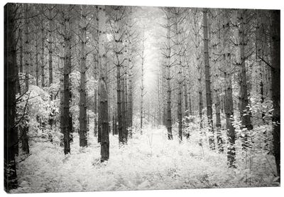 Into The Forest III Canvas Art Print - Dorit Fuhg