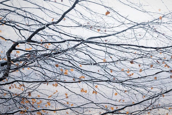 Dancing Leaves