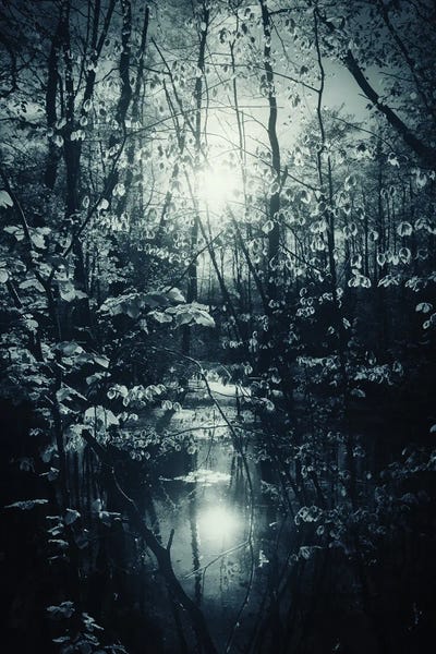 Romantic Lake And Trees In Spring by Dorit Fuhg canvas print