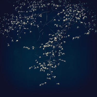 Yellow Leaves On Blue by Dorit Fuhg canvas print