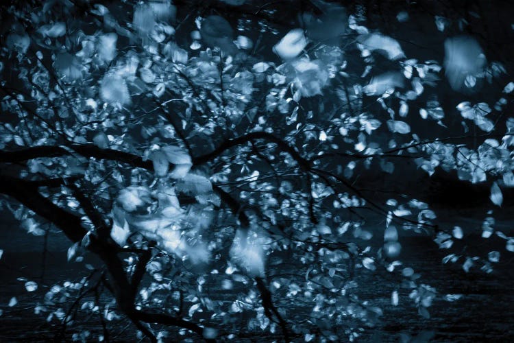 Dancing Leaves By The River