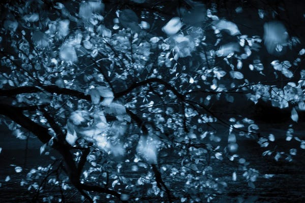 Dancing Leaves By The River