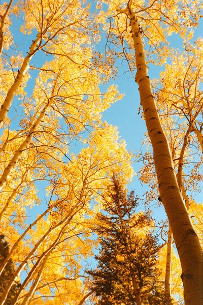 Nature Lover: La Princesa Y El Dragón by Daniel Garcia