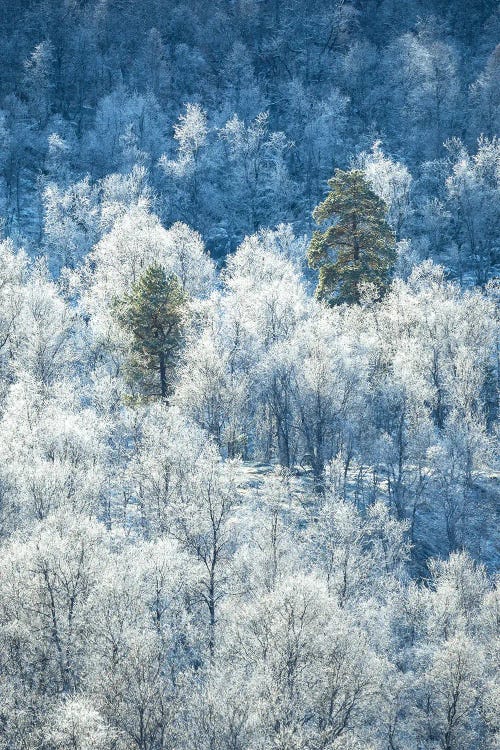 Frozen Trees In Northern Norway