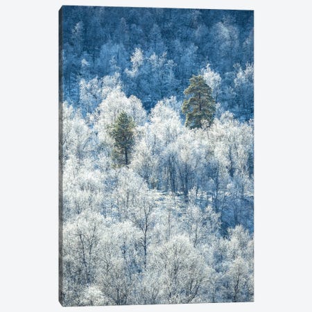 Frozen Trees In Northern Norway Canvas Print #DGG100} by Daniel Gastager Canvas Print