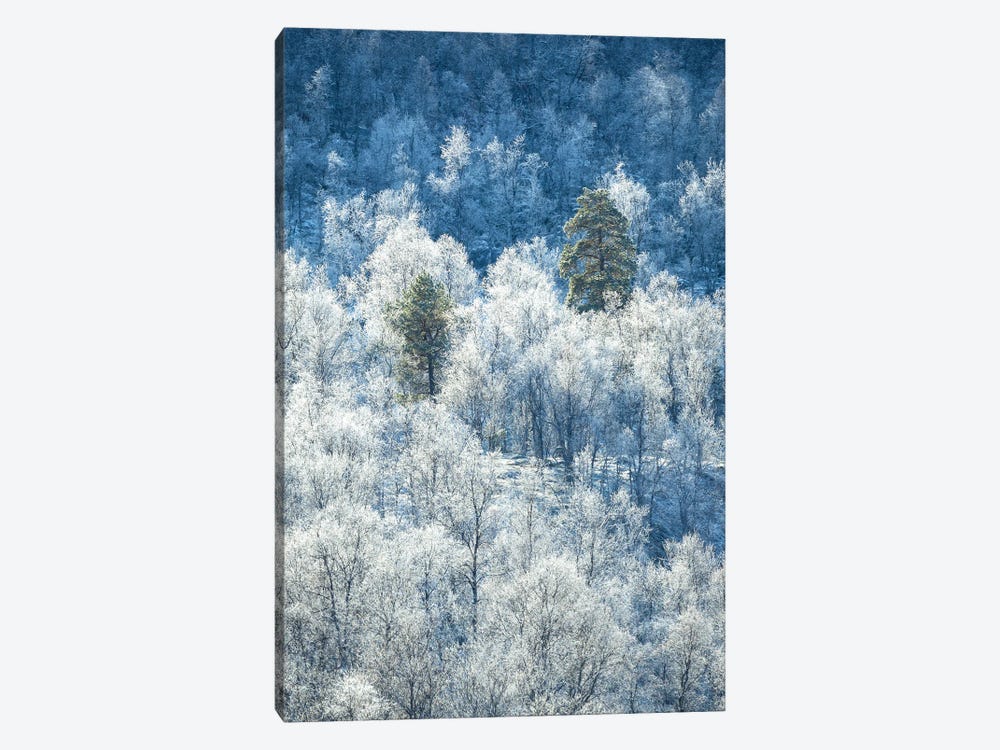 Frozen Trees In Northern Norway by Daniel Gastager 1-piece Canvas Art Print