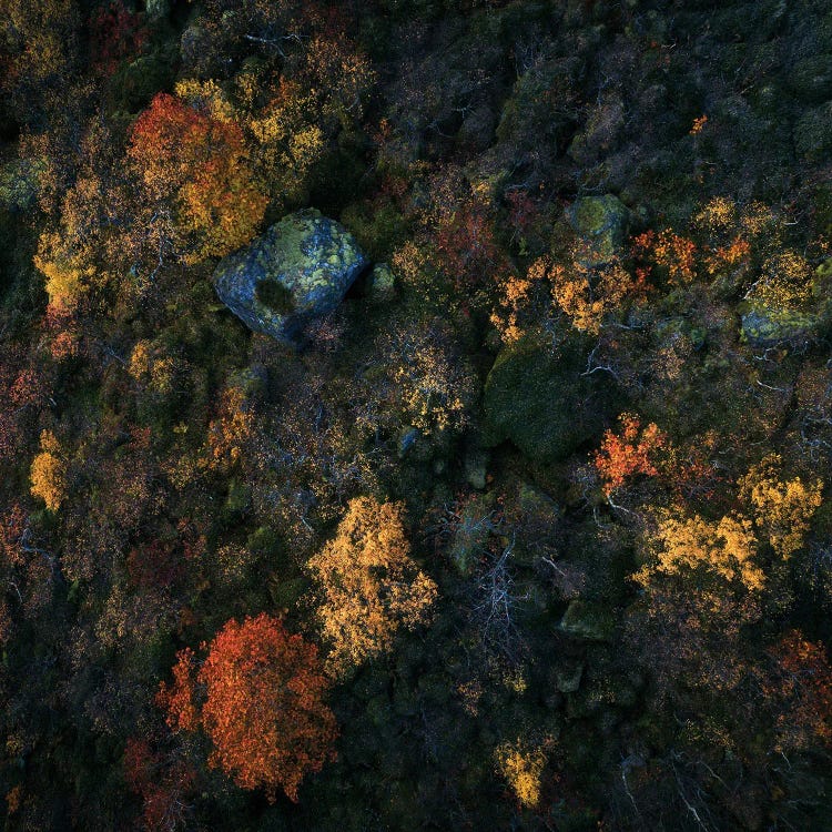 Lofoten Fall Colors From Above