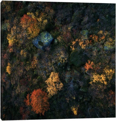 Lofoten Fall Colors From Above Canvas Art Print - Lofoten