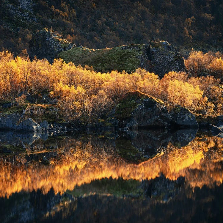 Golden Fall Colors In Northern Norway