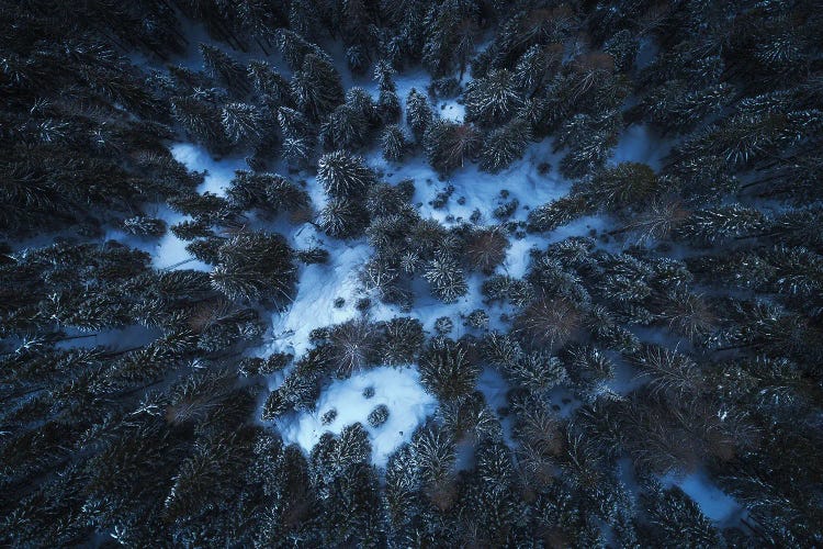 A Dark Winter Forest In The Dolomites