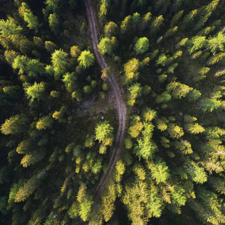 Golden Morning Above The Forest