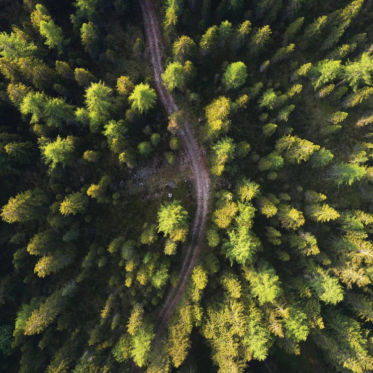 Golden Morning Above The Forest by Daniel Gastager wall art