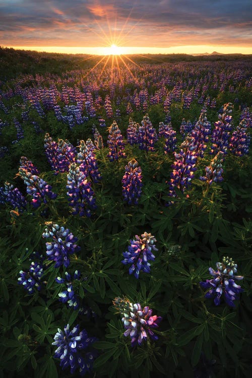 Summer Sunrise In Iceland