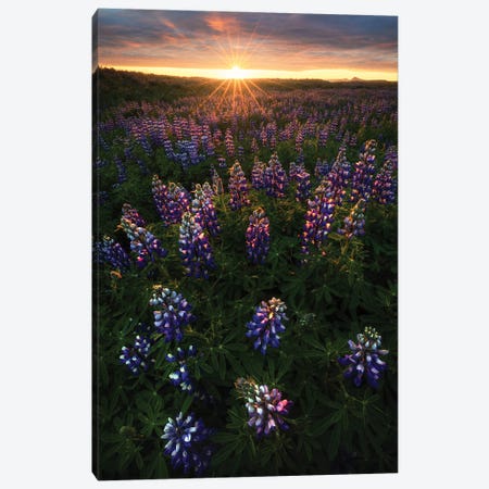 Summer Sunrise In Iceland Canvas Print #DGG16} by Daniel Gastager Canvas Print