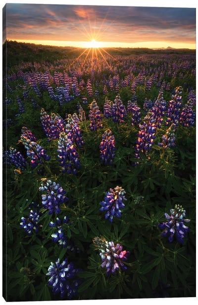 Summer Sunrise In Iceland Canvas Art Print - Lupines