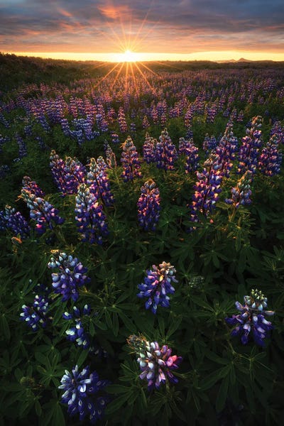 Lupines: Summer Sunrise In Iceland by Daniel Gastager