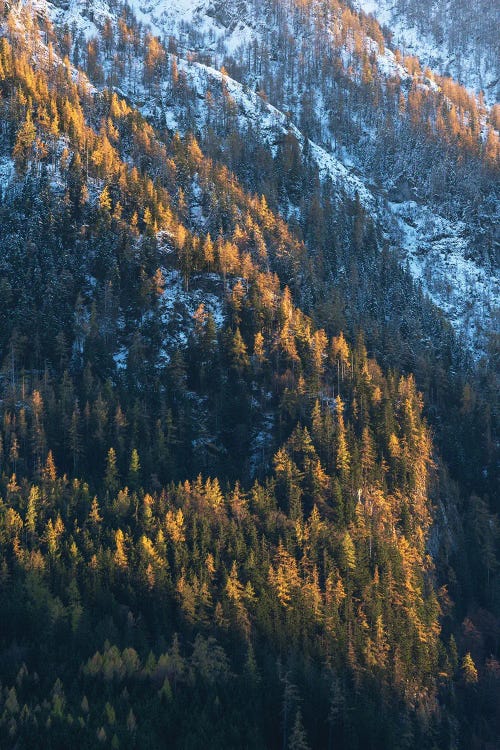 Fall Contrast In The Mountains