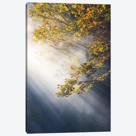 Foggy Fall Morning In The Forest Canvas Print #DGG224} by Daniel Gastager Canvas Print