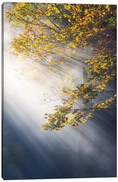Foggy Fall Morning In The Forest Canvas Art Print - Daniel Gastager