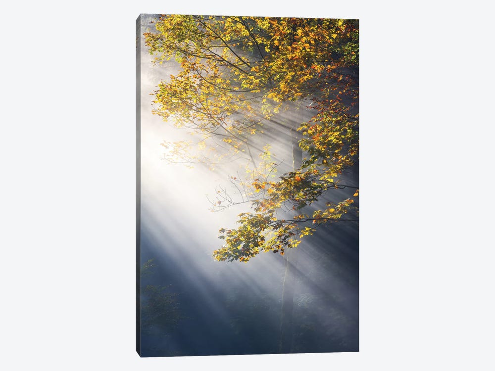 Foggy Fall Morning In The Forest by Daniel Gastager 1-piece Art Print