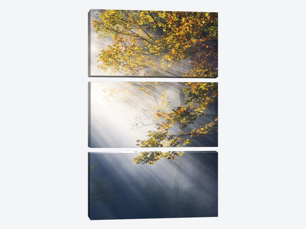 Foggy Fall Morning In The Forest by Daniel Gastager 3-piece Art Print