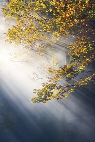 Daniel Gastager: Foggy Fall Morning In The Forest by Daniel Gastager