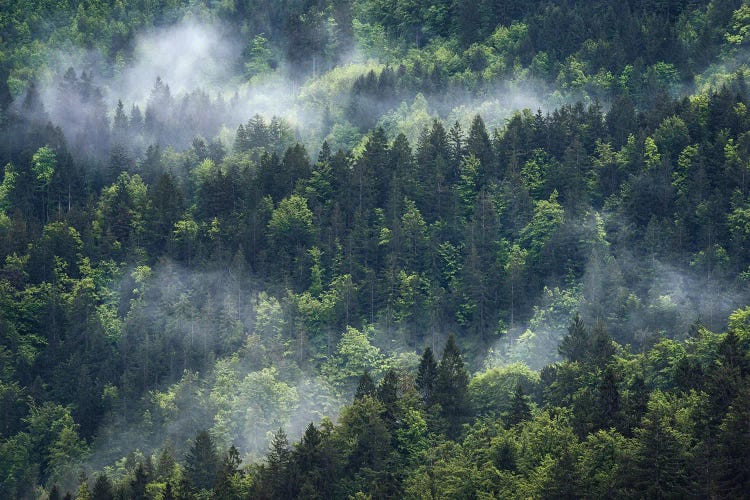 Foggy Forest View